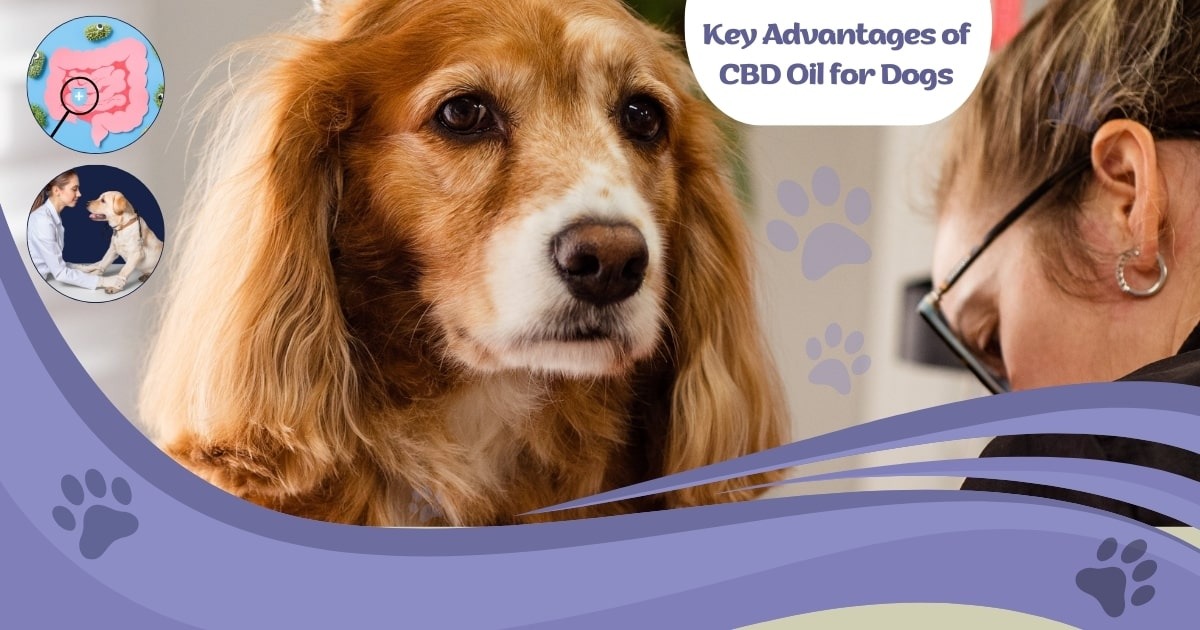 buy cbd oil for dogs